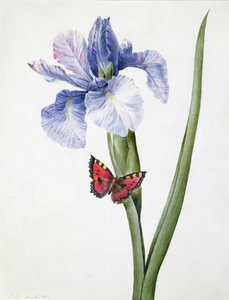 f.10 Blå iris med fjäril (Spuria), 1826